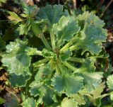 Смотреть изображение Arctanthemum arcticum
