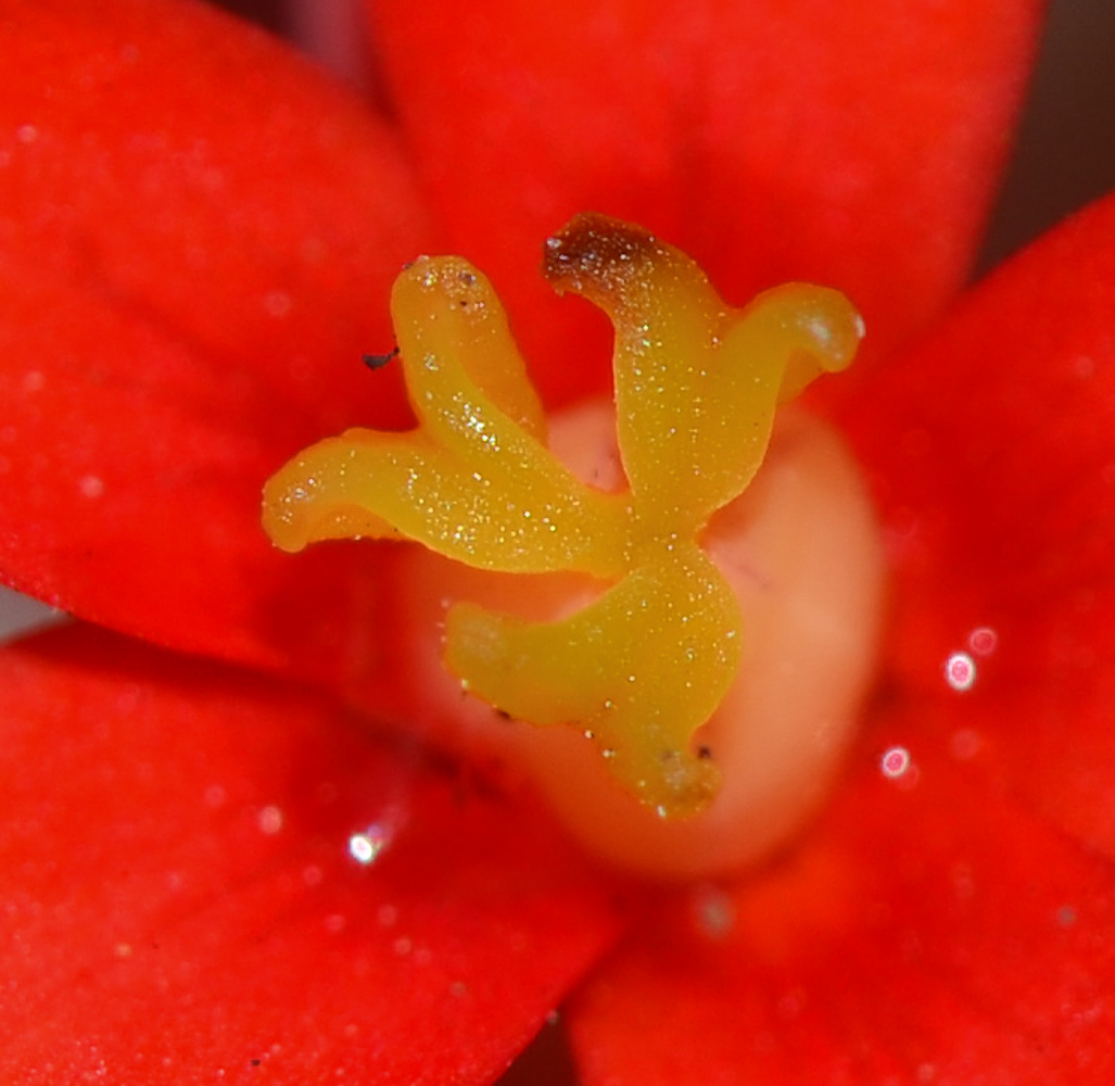 Image of Jatropha podagrica specimen.