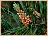 Pinus sylvestris