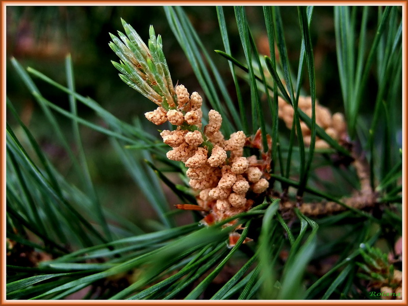 Изображение особи Pinus sylvestris.