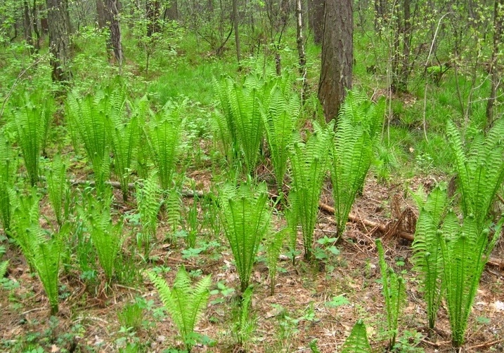 Image of Matteuccia struthiopteris specimen.