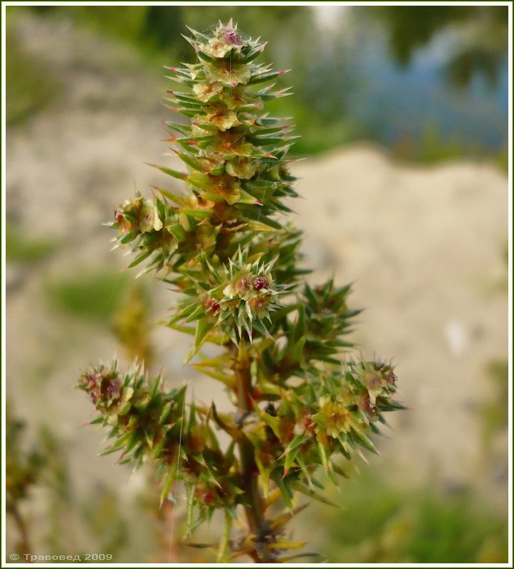 Image of Salsola tragus specimen.