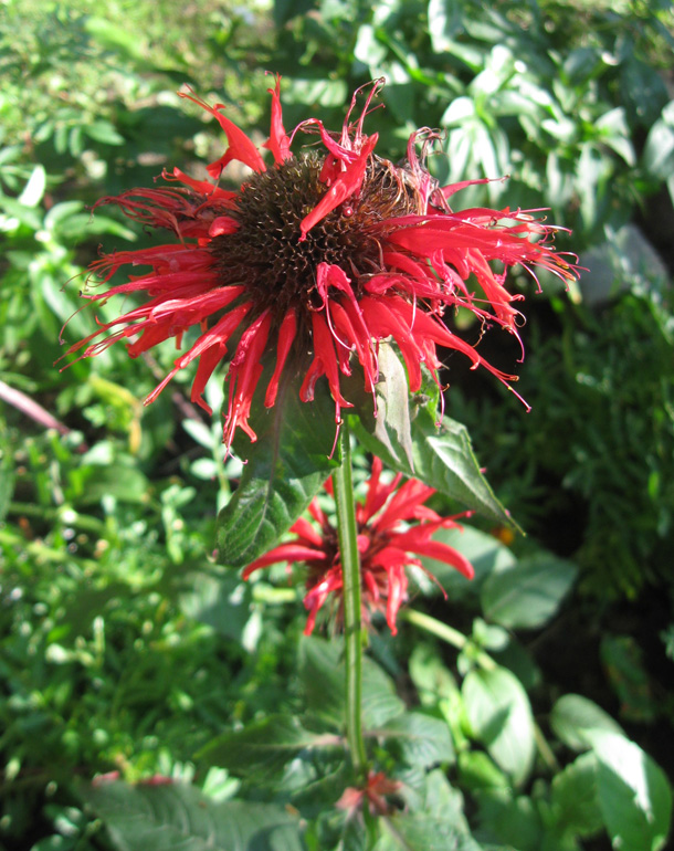 Image of Monarda didyma specimen.