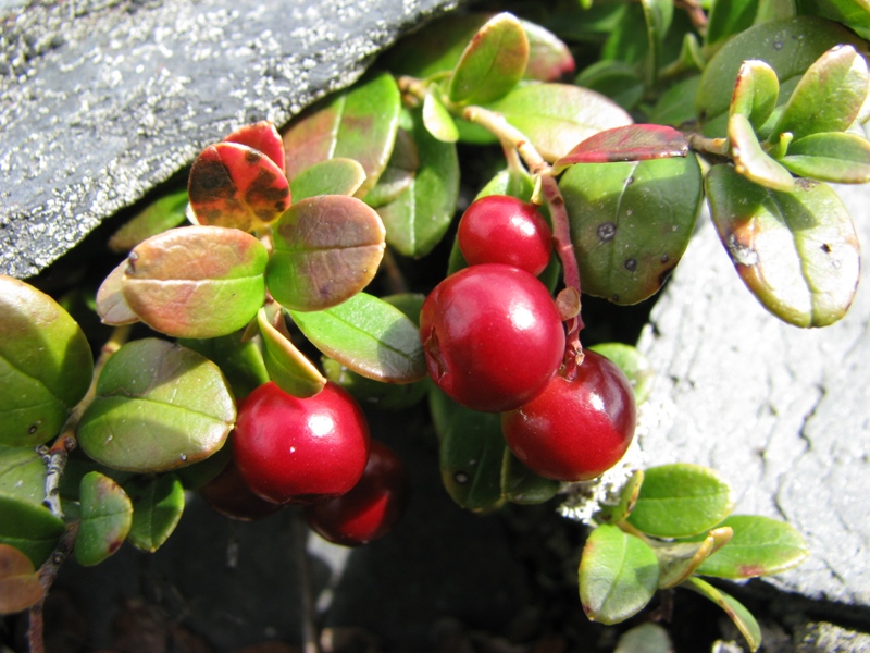 Image of Vaccinium vitis-idaea specimen.