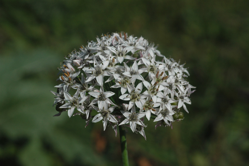 Изображение особи Allium ramosum.