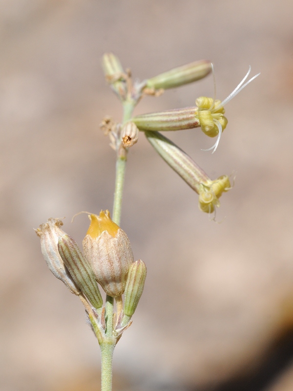 Изображение особи Silene pseudoholopetala.