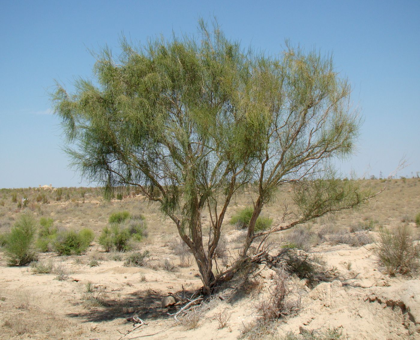 Image of genus Haloxylon specimen.