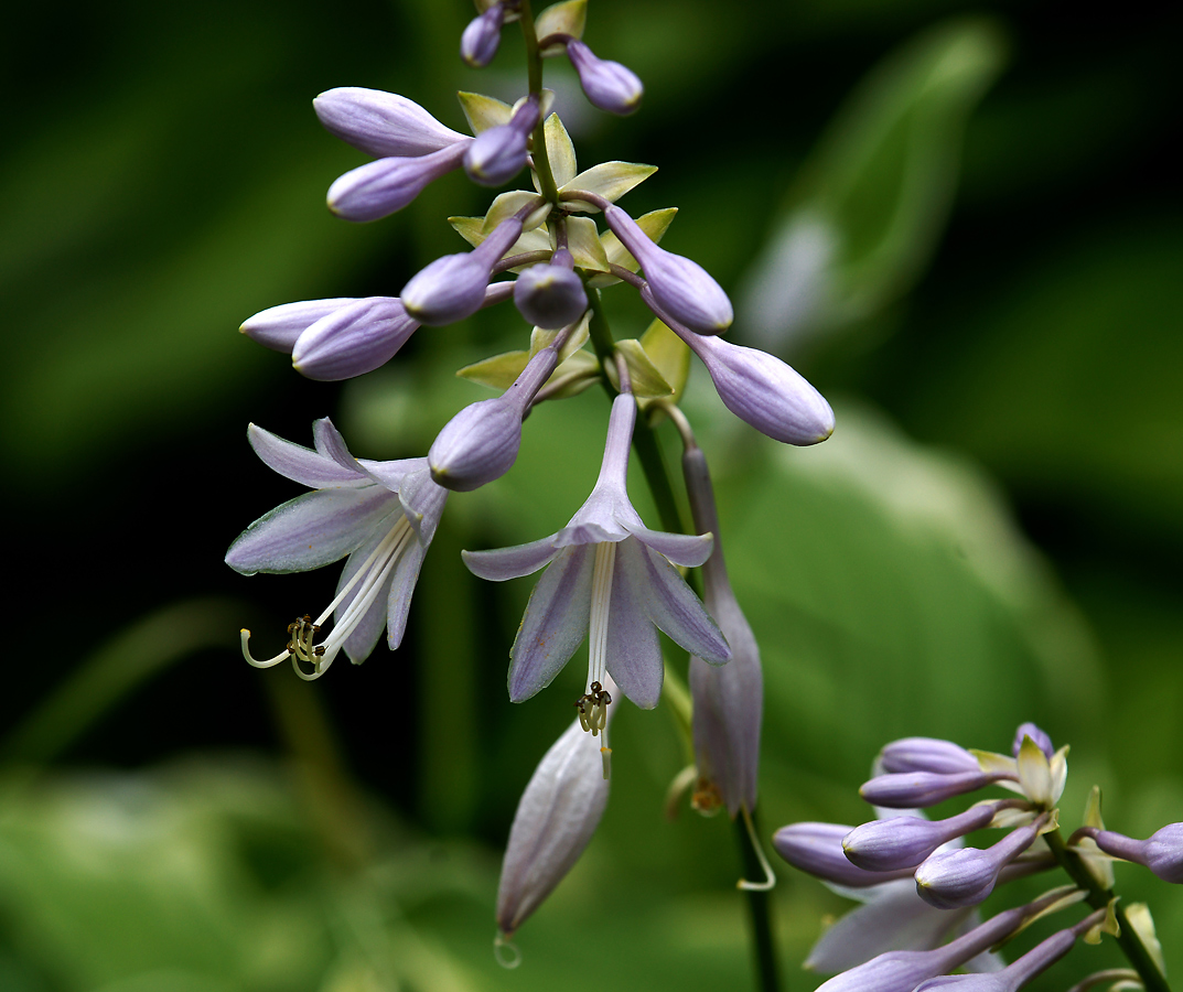 Image of Hosta albomarginata specimen.