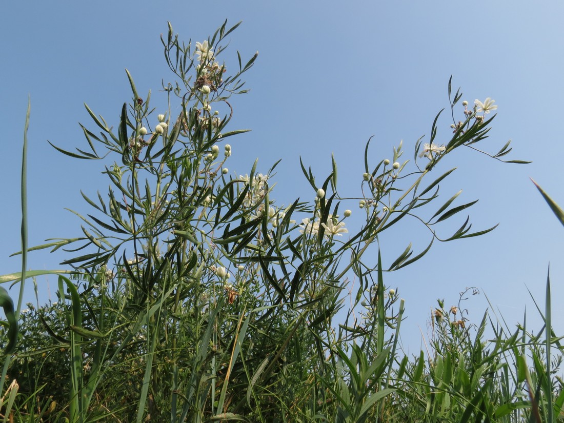 Image of Clematis hexapetala specimen.