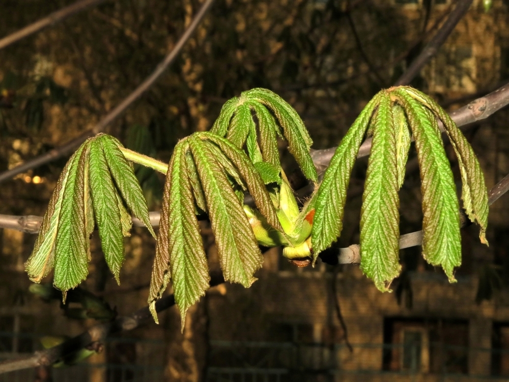 Изображение особи Aesculus hippocastanum.