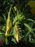 Ononis subspecies angustissima