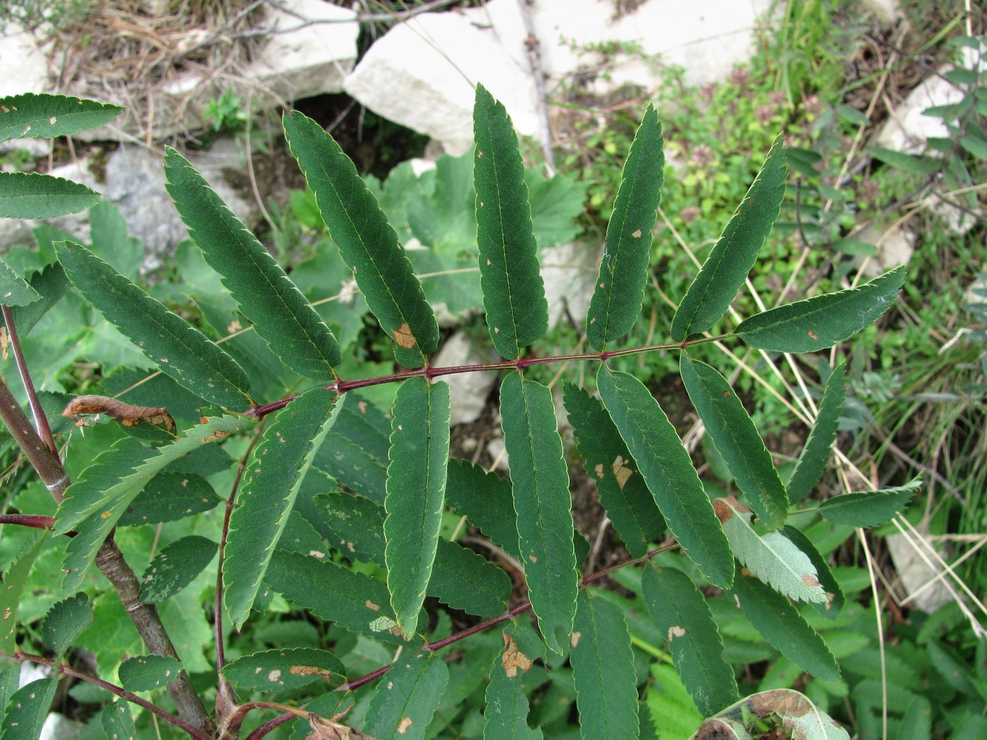 Image of Sorbus aucuparia specimen.