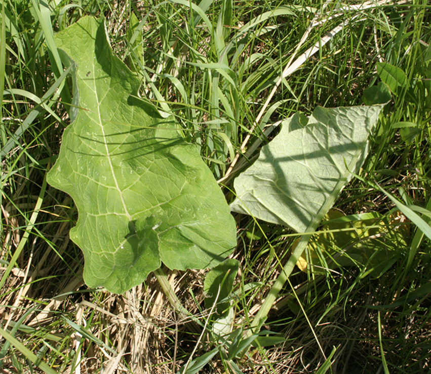 Image of Arctium tomentosum specimen.