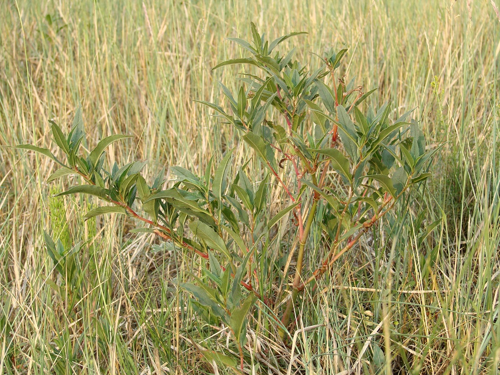 Image of Aconogonon alpinum specimen.