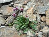 Erigeron uniflorus