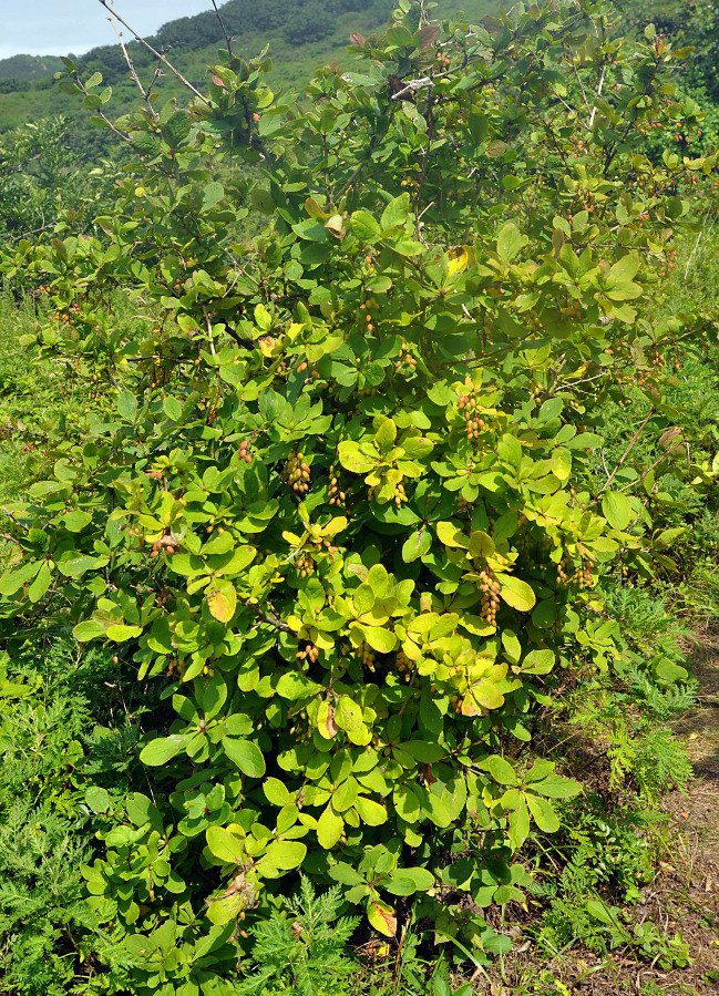 Image of Berberis amurensis specimen.