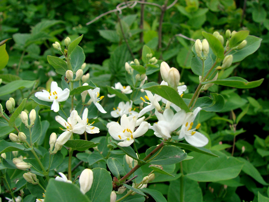 Image of Lonicera tatarica specimen.