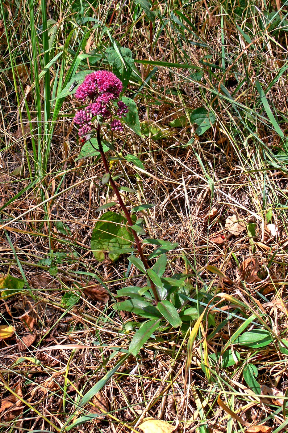 Image of Hylotelephium triphyllum specimen.