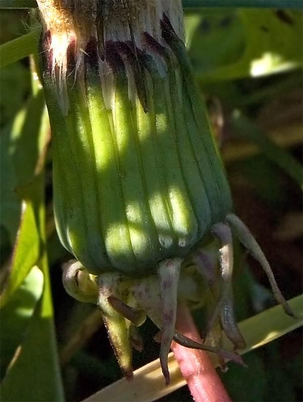 Изображение особи Taraxacum officinale.