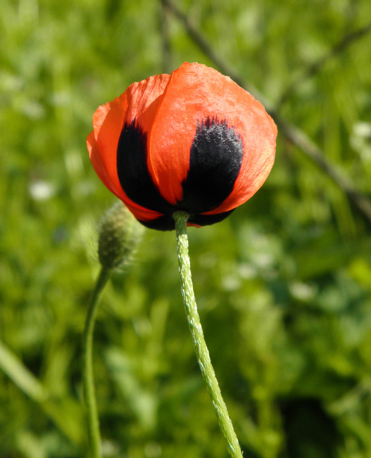 Image of Papaver stevenianum specimen.