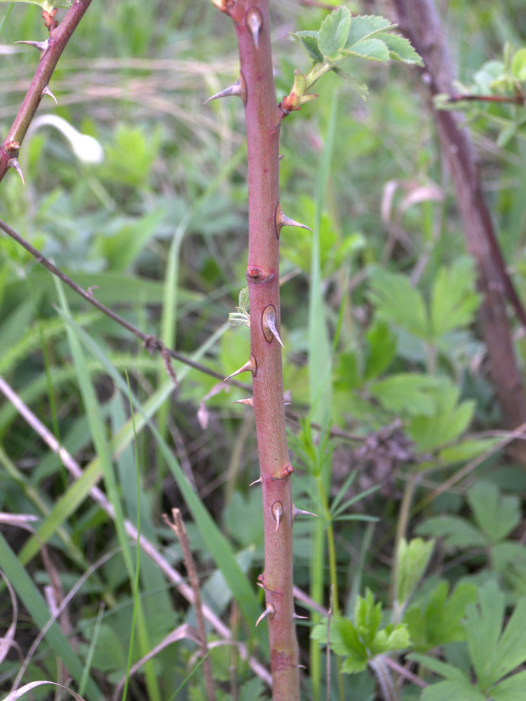 Image of Rosa subpomifera specimen.