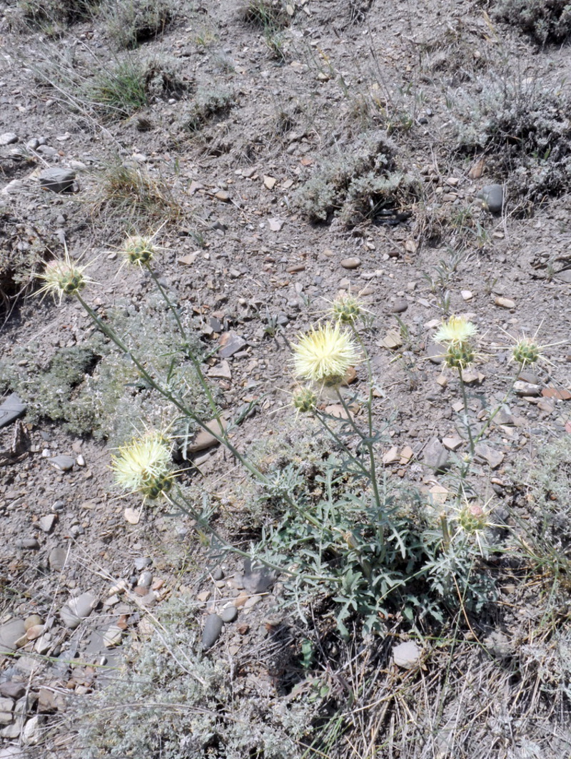 Image of Centaurea reflexa specimen.