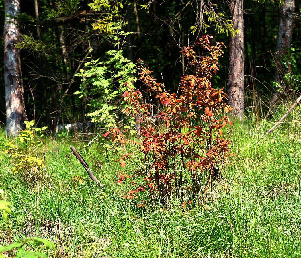 Image of Quercus robur specimen.