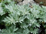 genus Artemisia. Побеги. Приморье, Лазовский р-н, бухта Тасовая, на склоне. 20.06.2015.