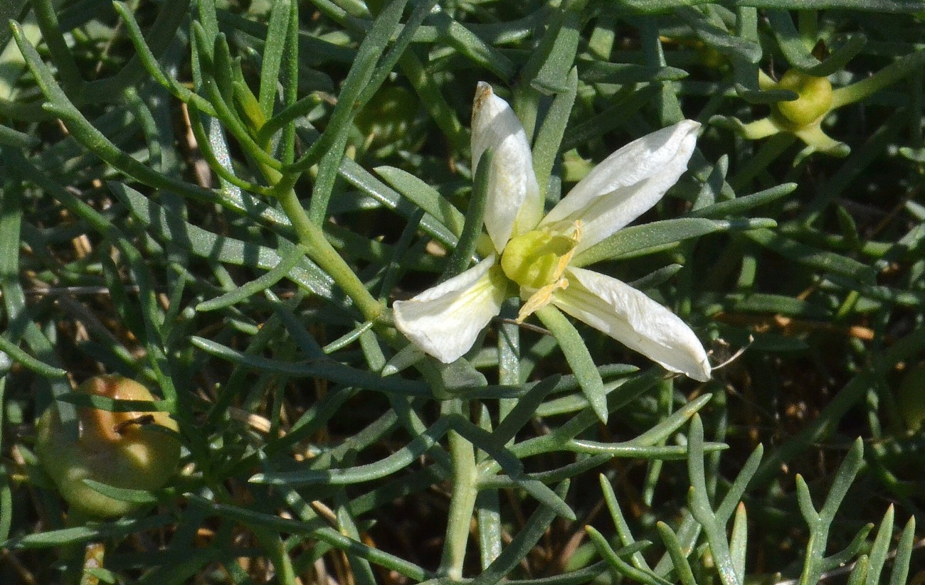 Image of Peganum harmala specimen.