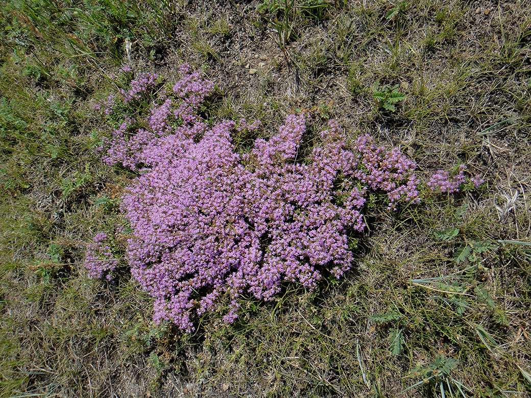 Image of genus Thymus specimen.