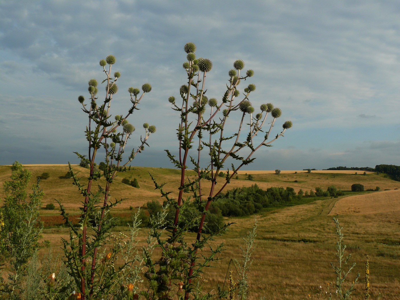 Image of Echinops sphaerocephalus specimen.