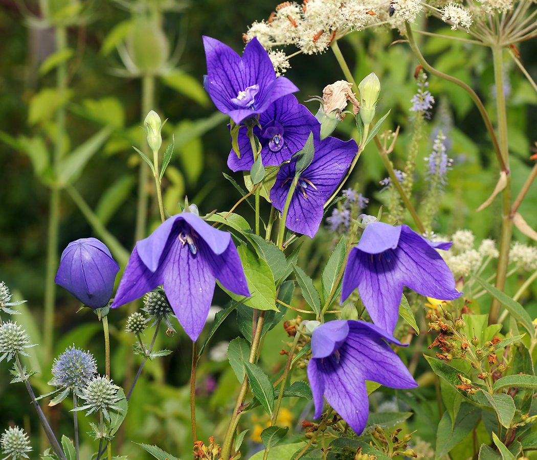 Изображение особи Platycodon grandiflorus.