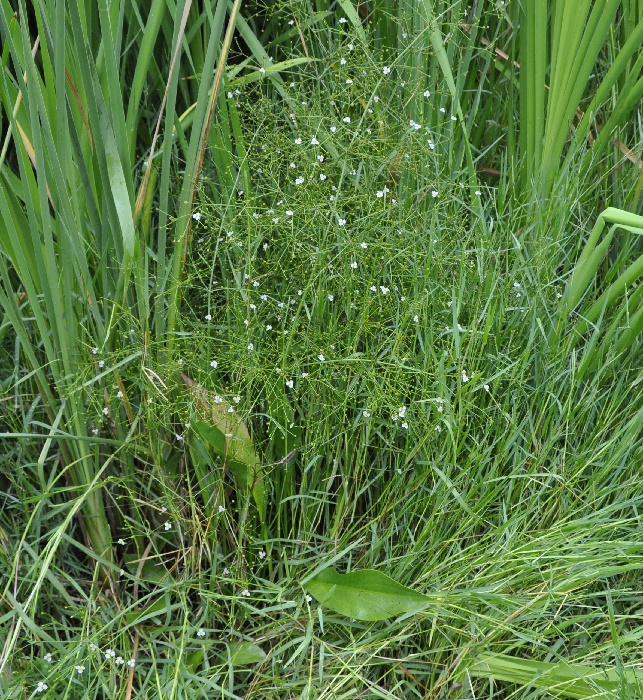 Image of Alisma gramineum specimen.