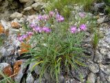 Saussurea salicifolia. Цветущее растение на каменистой россыпи под скалой. Хакасия, Ширинский р-н, окр. с. Ефремкино, скальный массив Тогыз-Аз. 14.07.2016.