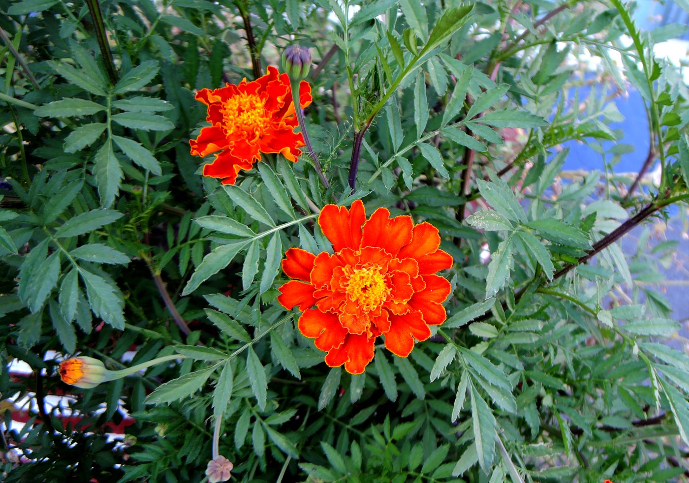 Image of Tagetes patula specimen.