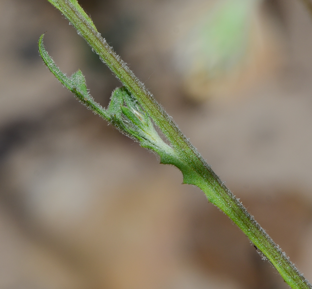 Image of Volutaria lippii specimen.