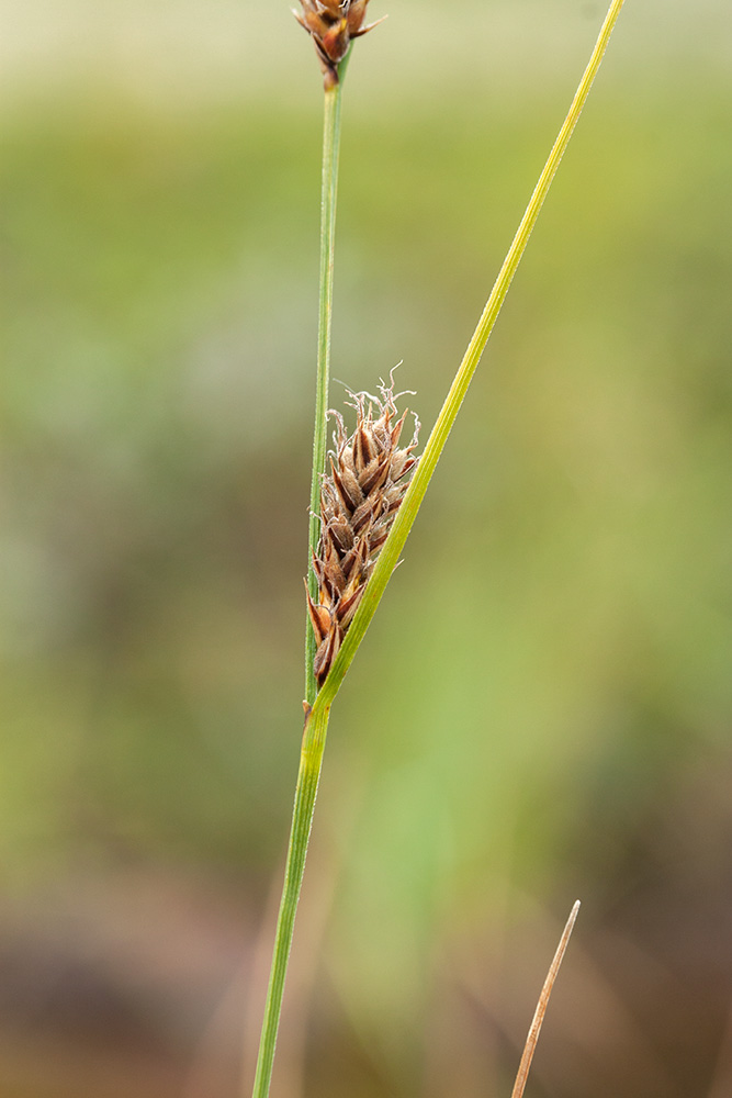 Image of Carex lasiocarpa specimen.