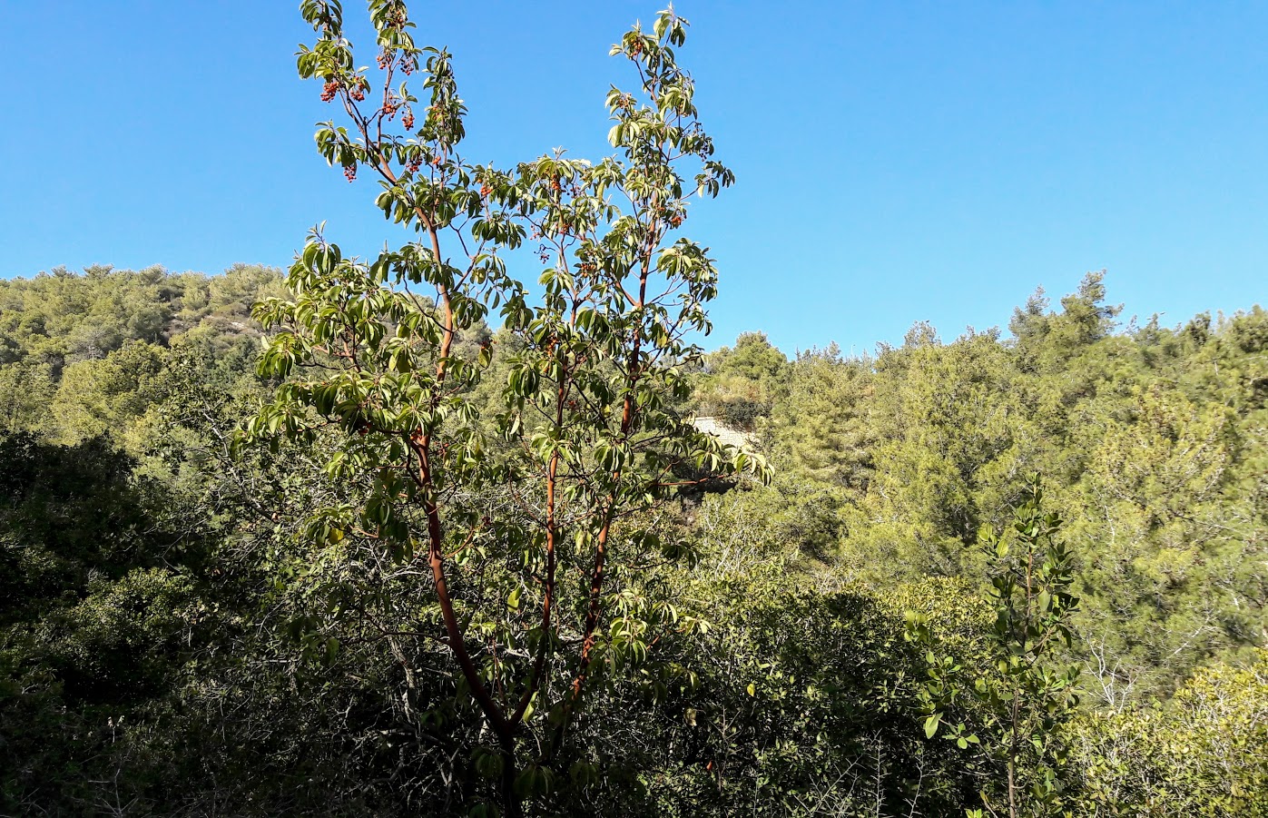 Image of Arbutus andrachne specimen.