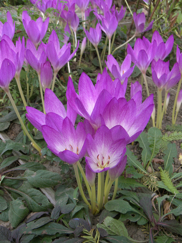 Image of Colchicum bivonae specimen.