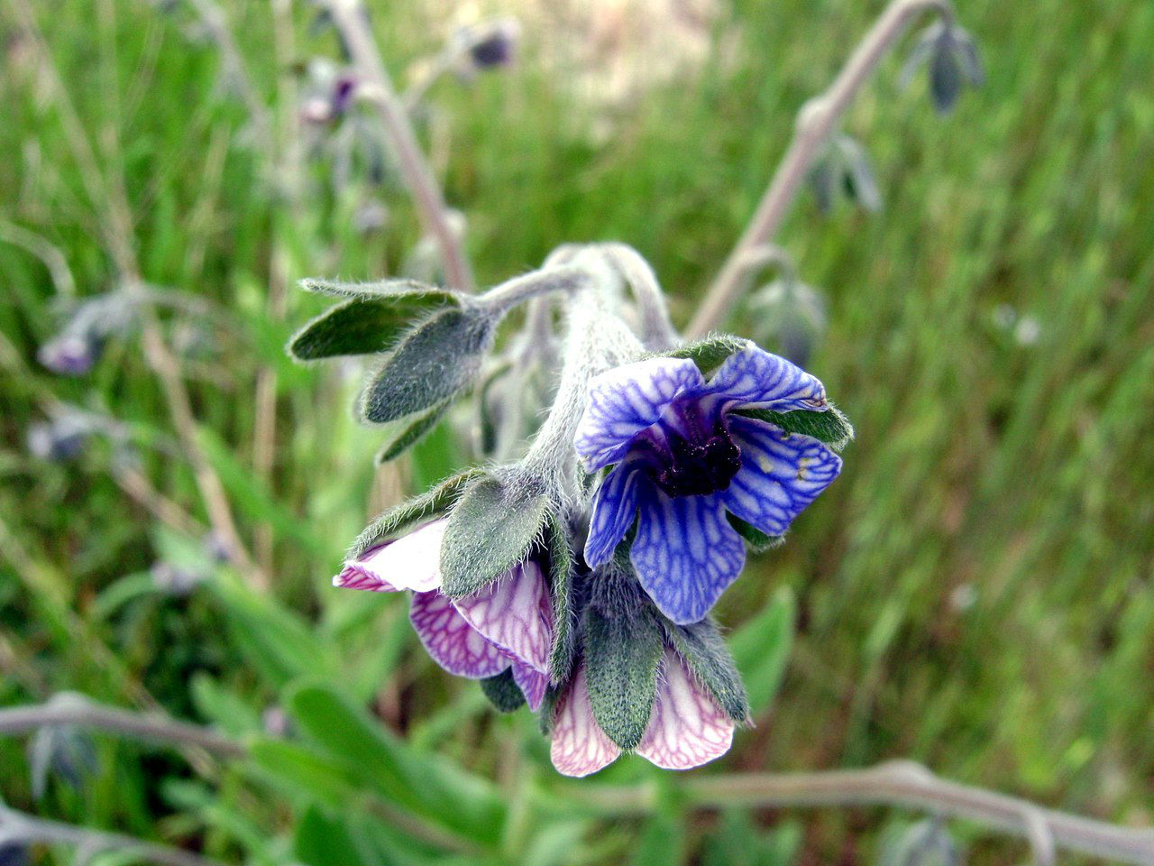 Image of Cynoglossum creticum specimen.