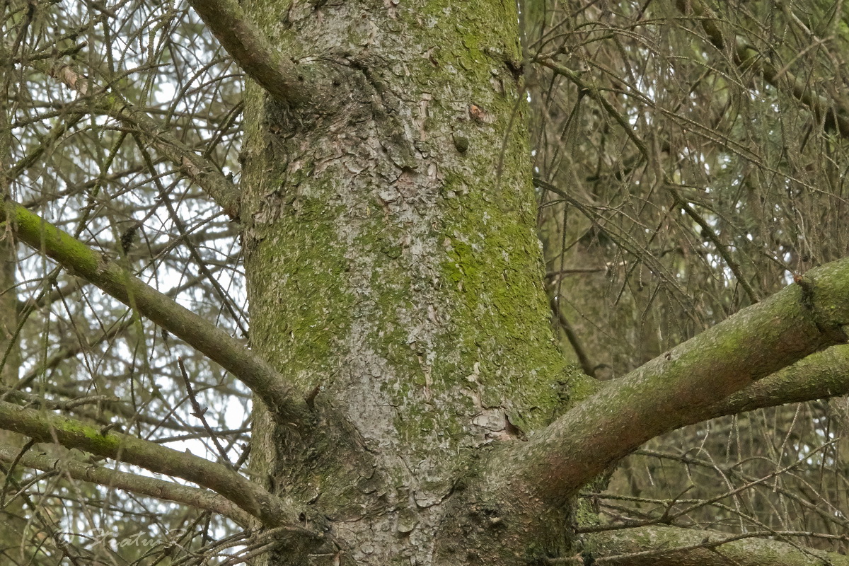 Image of Picea abies specimen.