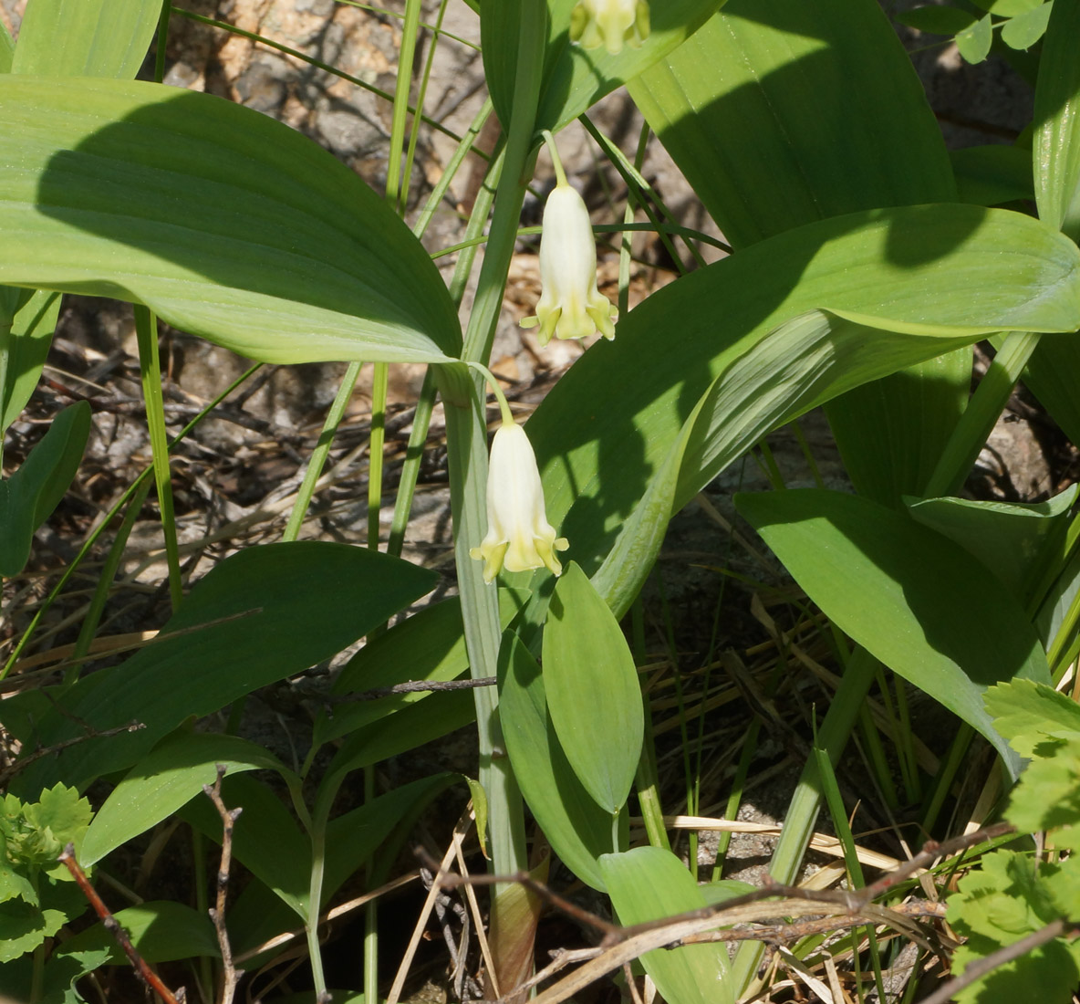 Image of Polygonatum odoratum specimen.