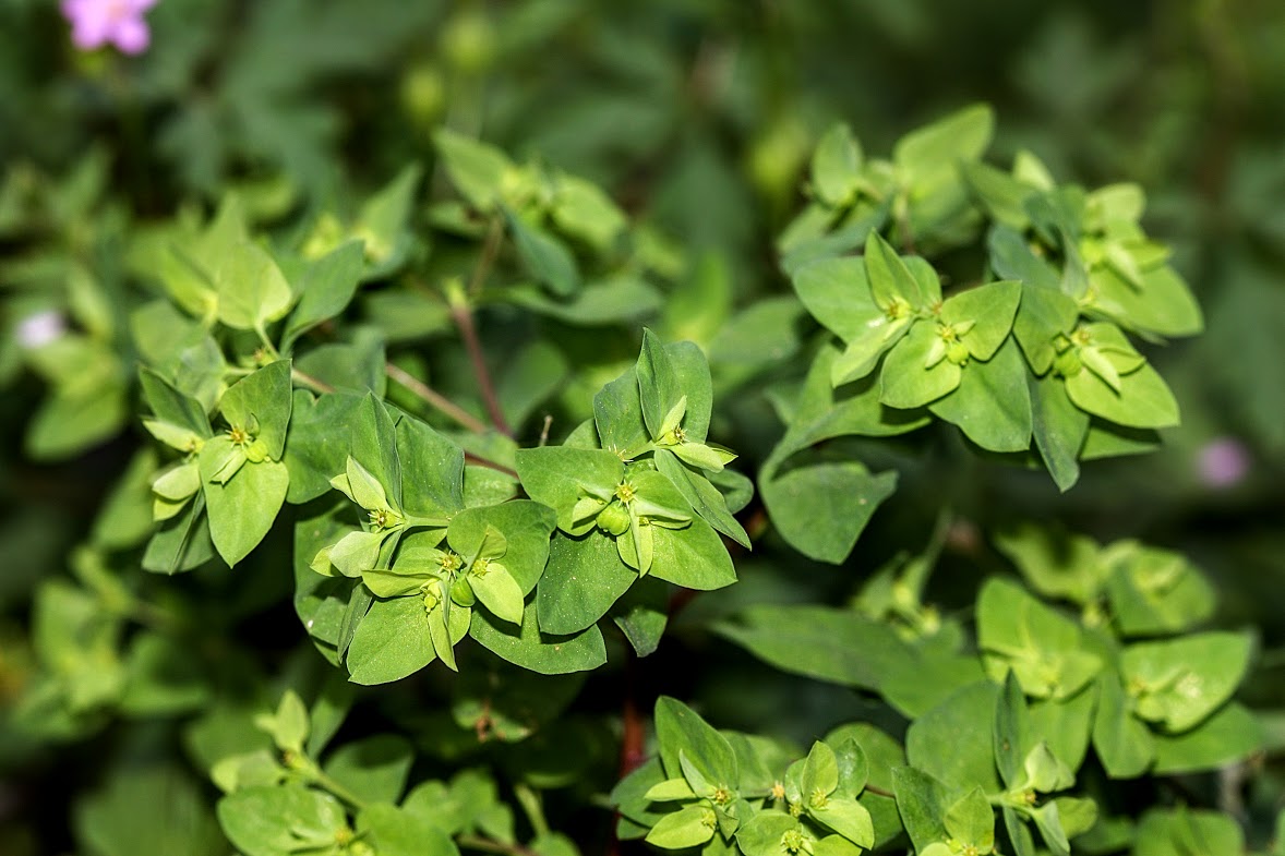 Image of Euphorbia peplus specimen.