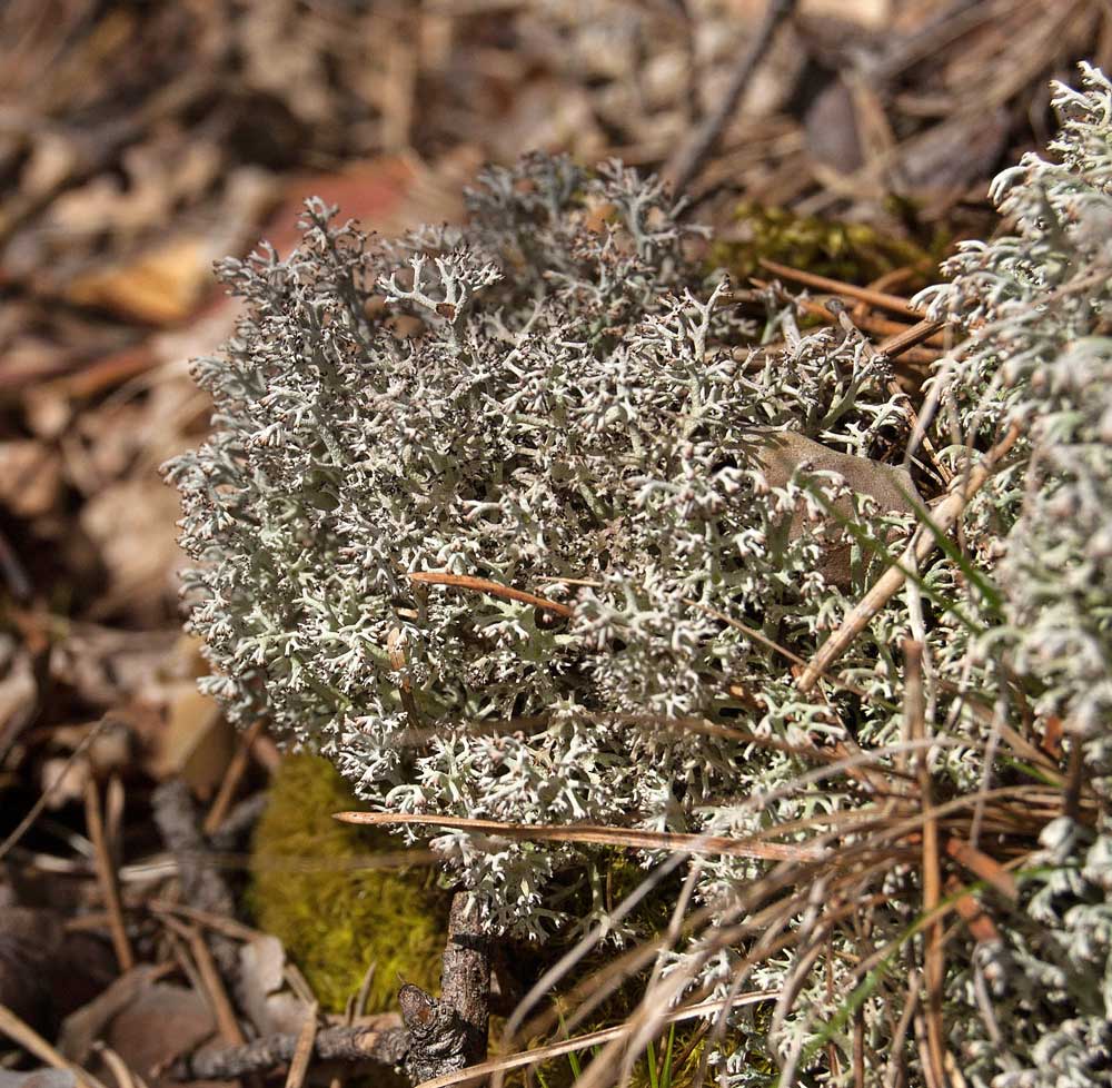 Изображение особи Cladonia rangiferina.