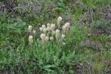 genus Astragalus