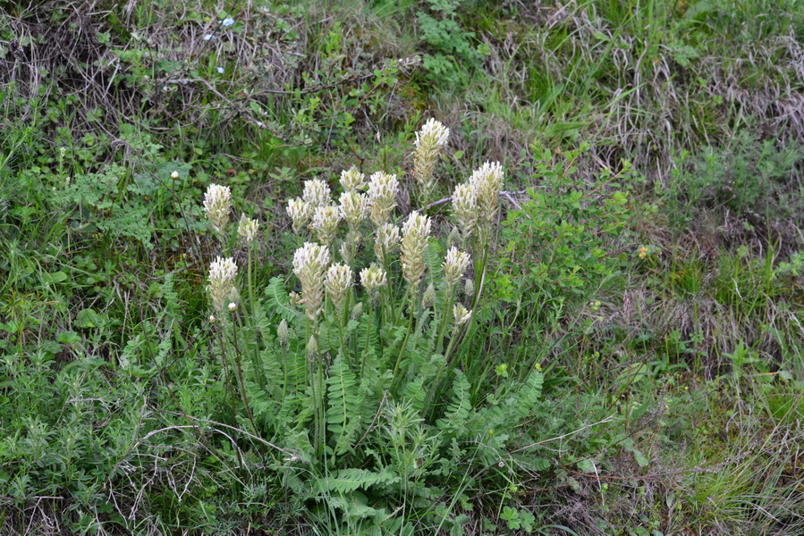 Изображение особи род Astragalus.