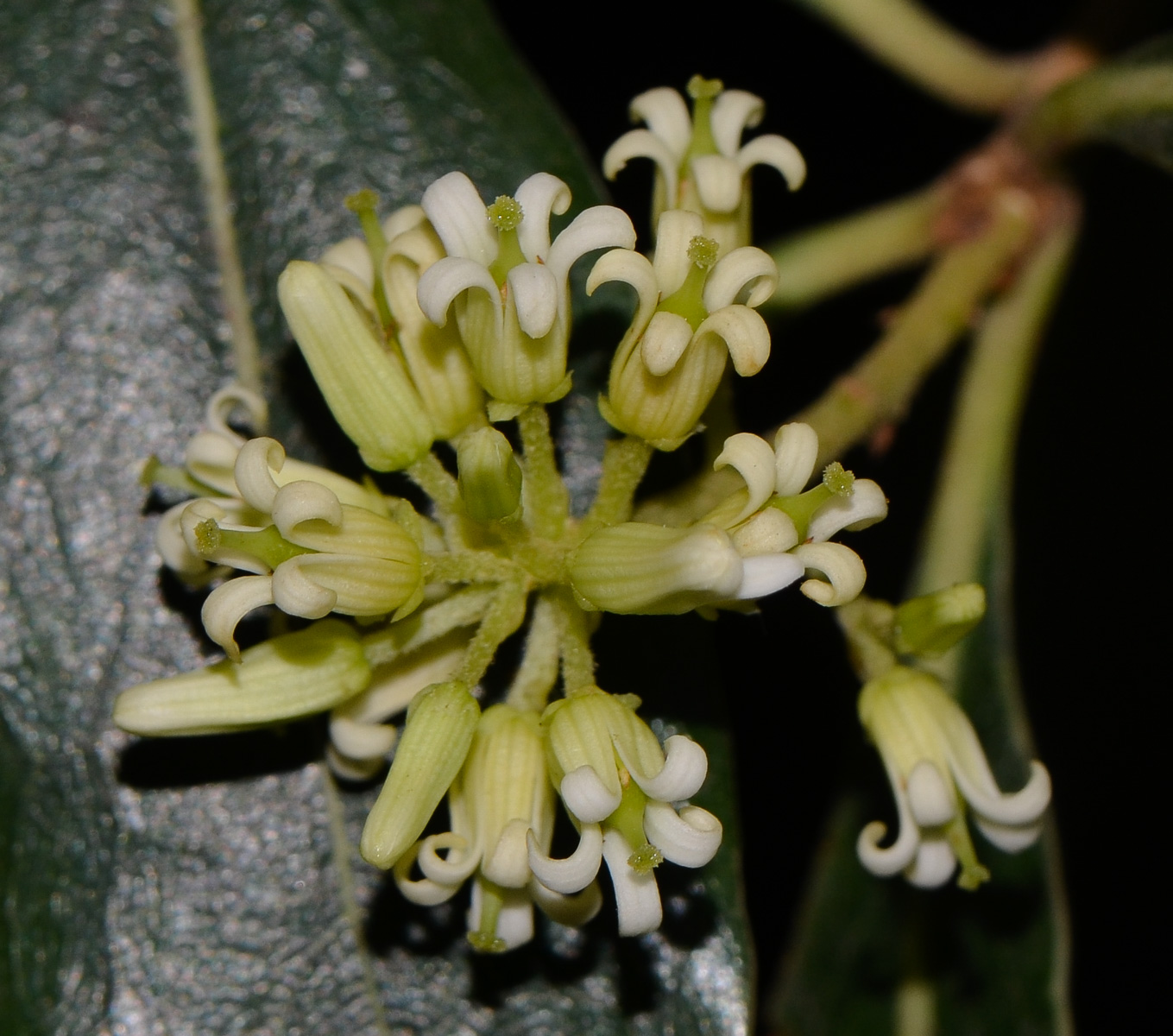 Image of Bontia daphnoides specimen.