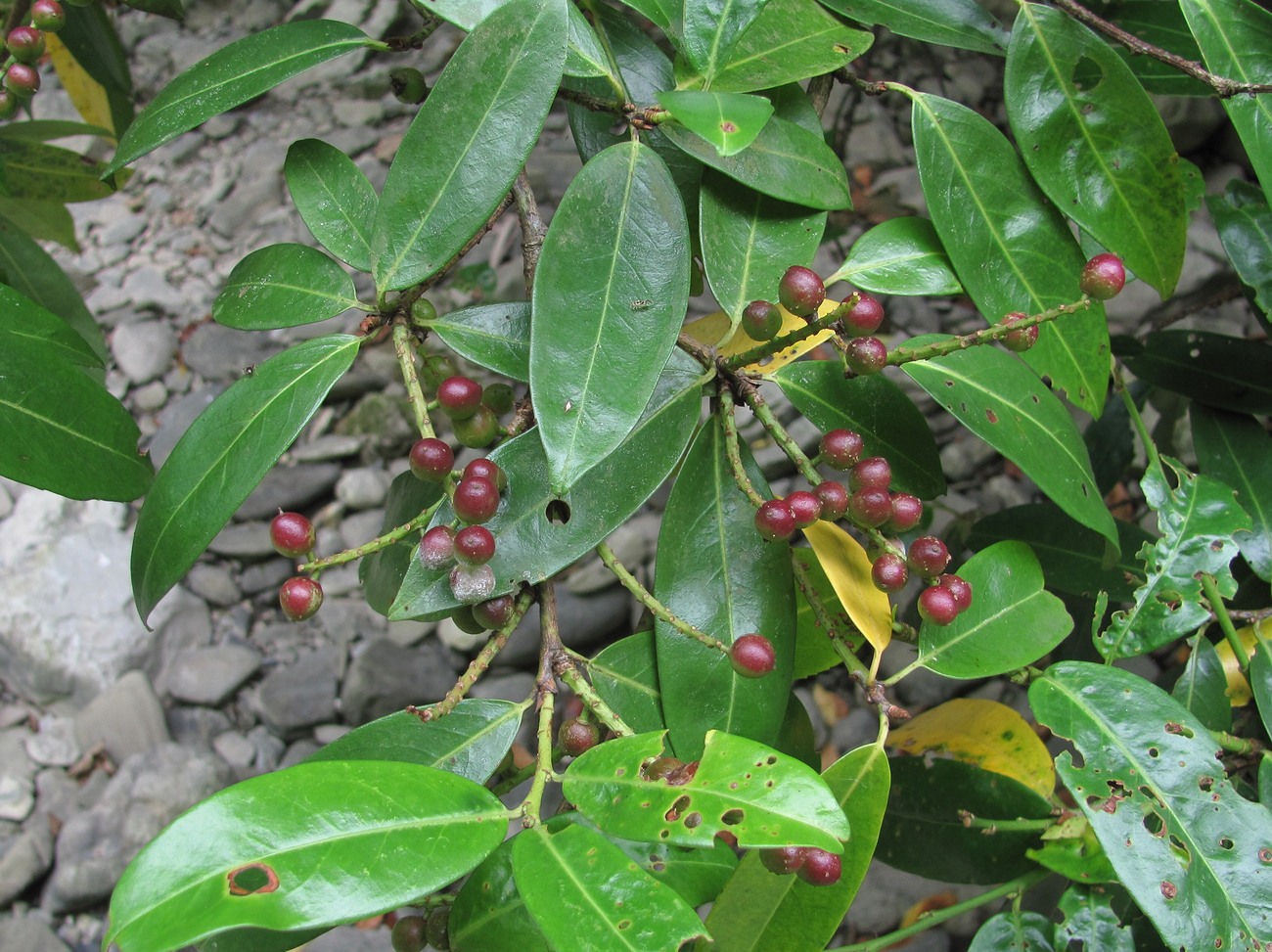 Image of Lauro-cerasus officinalis specimen.