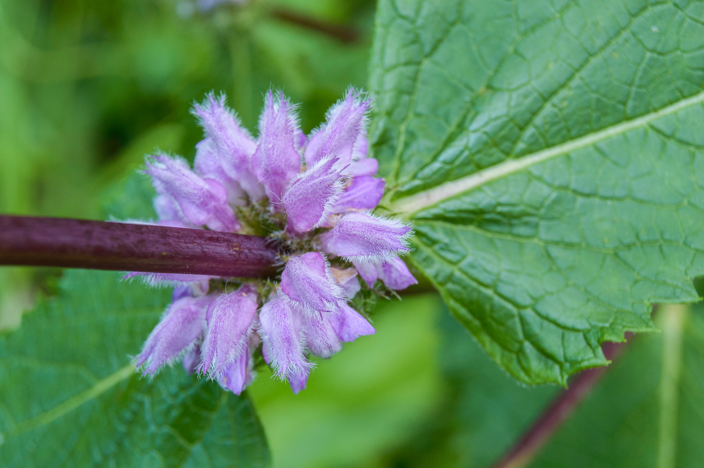 Image of Phlomoides tuberosa specimen.