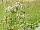 Cirsium vulgare